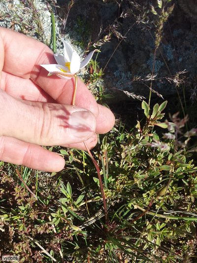 Cyanella alba, photographed by Chris Vynbos