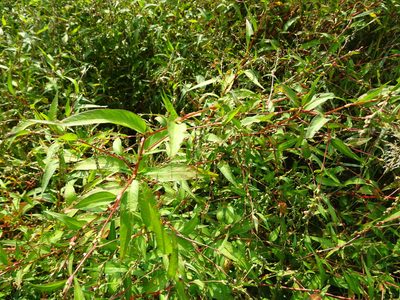 Persicaria mitis, photographed by Robert H. Wardell
