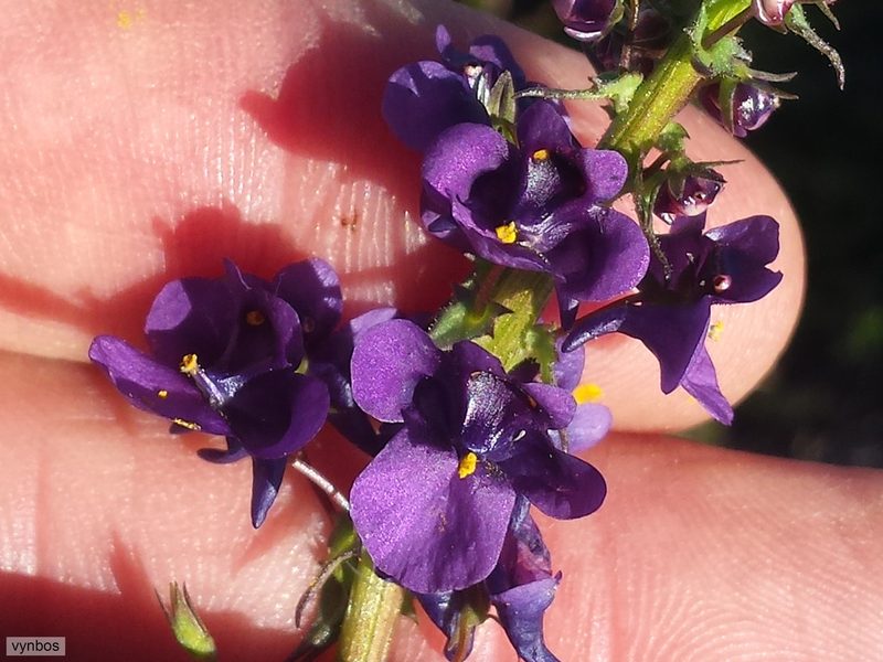 Diascia veronicoides, photographed by Chris Vynbos