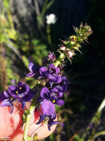 Diascia veronicoides, photographed by Chris Vynbos