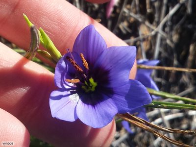 Geissorhiza splendidissima, photographed by Chris Vynbos