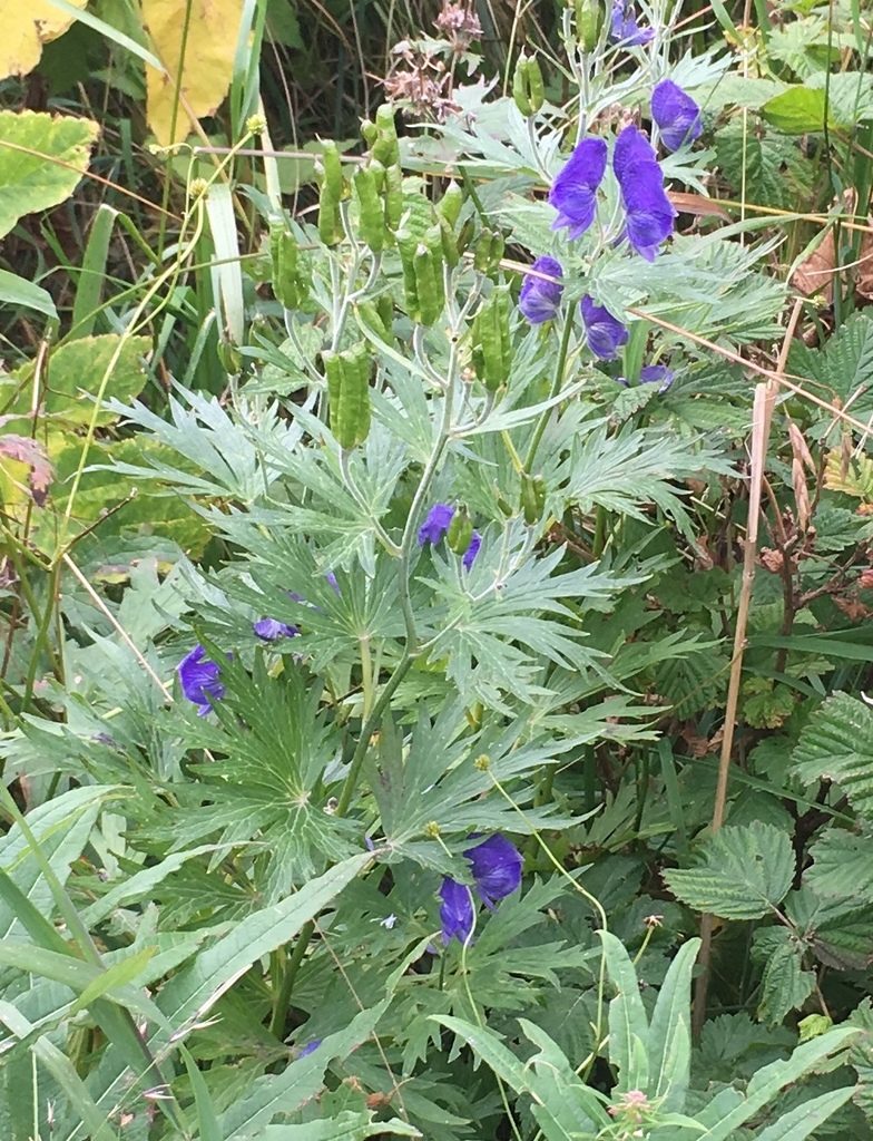 Aconitum maximum, photographed by B. Hughes