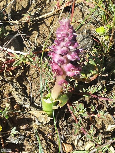 Lachenalia suaveolens, photographed by Chris Vynbos