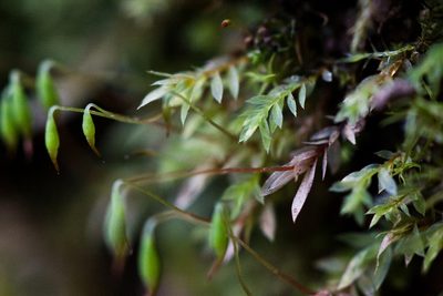 Epipterygium tozeri, photographed by Ken-ichi Ueda
