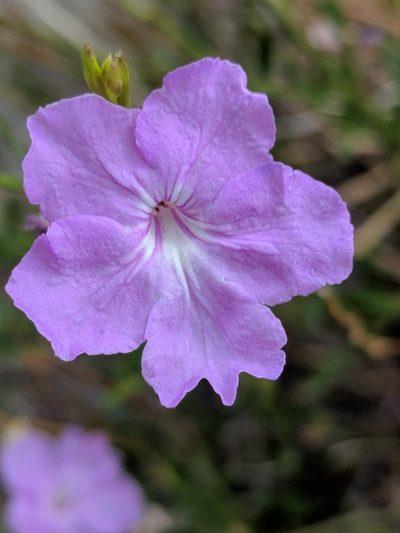 Bouchea linifolia, photographed by Alison Northup