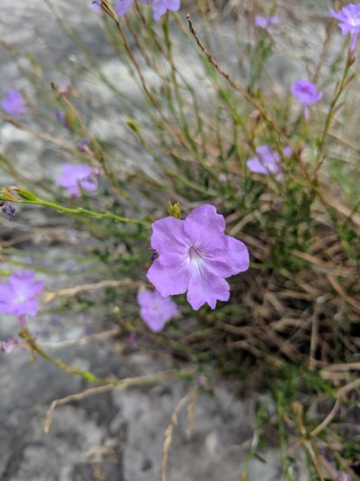 Bouchea linifolia, photographed by Alison Northup