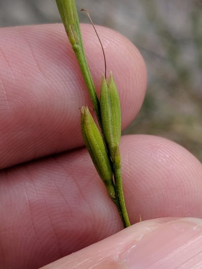 Bouchea linifolia, photographed by Alison Northup