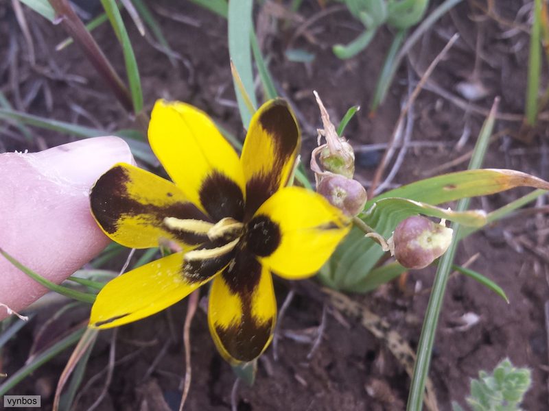 Hesperantha vaginata, photographed by Chris Vynbos