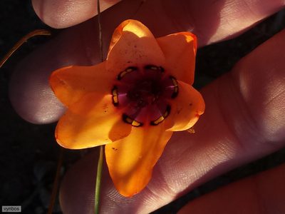 Sparaxis elegans, photographed by Chris Vynbos