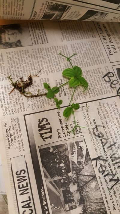 Galium kamtschaticum, photographed by naturalist charlie