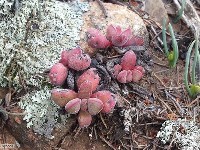 Crassula fragarioides, photographed by Chris Vynbos