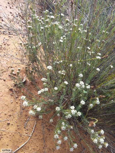 Phylica altigena, photographed by Chris Vynbos
