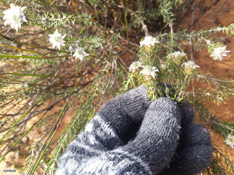 Phylica altigena, photographed by Chris Vynbos