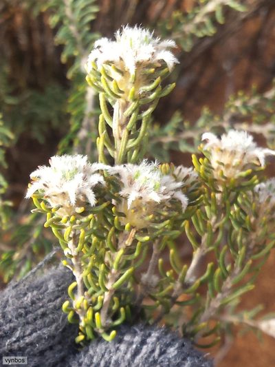Phylica altigena, photographed by Chris Vynbos