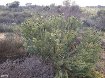 Leucadendron sheilae, photographed by Chris Vynbos