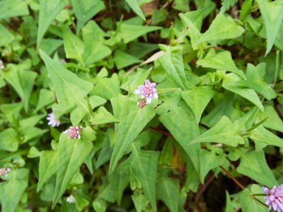 Polygonum runcinatum, photographed by Cheng-Tao Lin