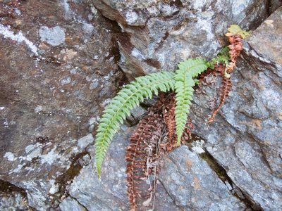 Polystichum nepalense, photographed by Cheng-Tao Lin