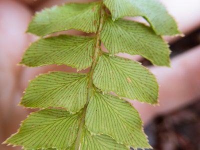 Polystichum nepalense, photographed by Cheng-Tao Lin