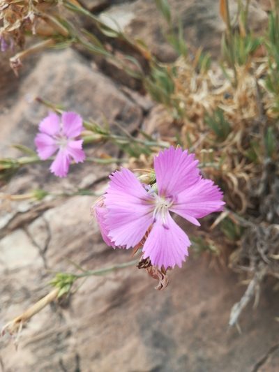 Dianthus rupicola, photographed by Francesco Cecere