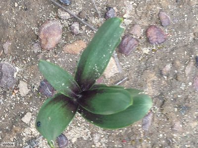 Fusifilum physodes, photographed by Chris Vynbos