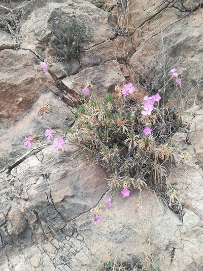 Dianthus rupicola, photographed by Francesco Cecere