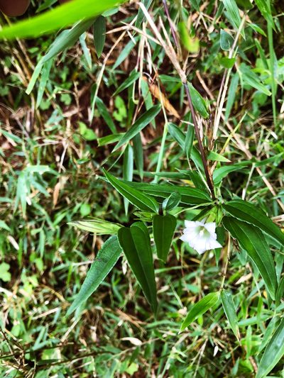 Tripterospermum lanceolatum, photographed by Cheng-Tao Lin