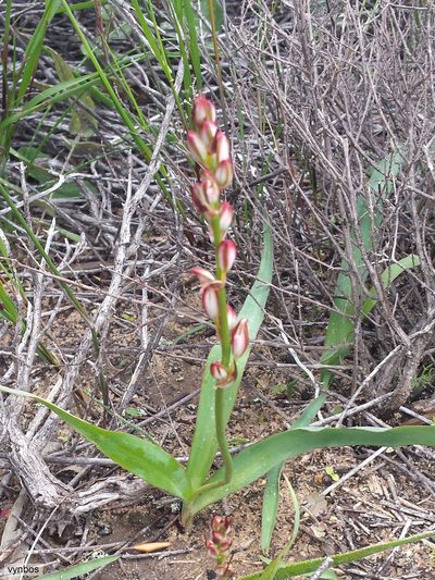Chlorophytum graminifolium, photographed by Chris Vynbos