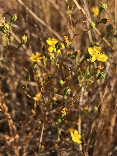 Deinandra pentactis, photographed by Kyle Nessen