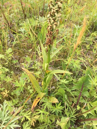 Platanthera convallariifolia, photographed by B. Hughes
