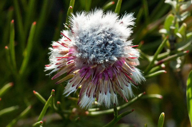 Serruria heterophylla, photographed by magriet b