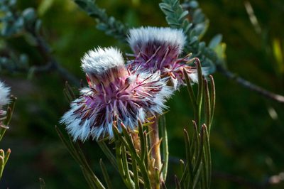 Serruria heterophylla, photographed by magriet b