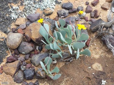 Othonna cacalioides, photographed by Chris Vynbos