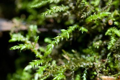 Claopodium whippleanum, photographed by Ken-ichi Ueda