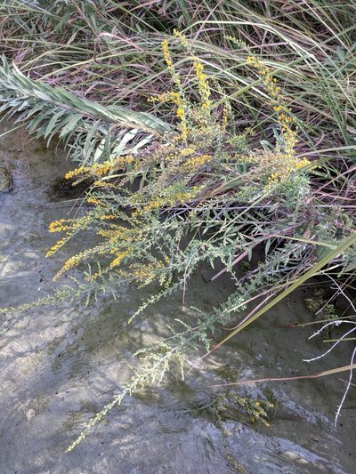 Solidago juliae, photographed by Alison Northup