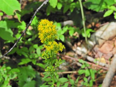 Solidago puberula, photographed by Leonel Richard
