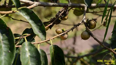 Diospyros lotus, photographed by Kim, Hyun-tae