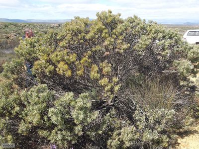 Leucadendron sheilae, photographed by Chris Vynbos
