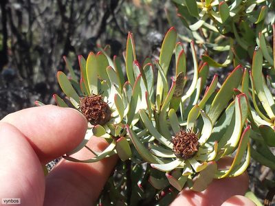 Leucadendron sheilae, photographed by Chris Vynbos