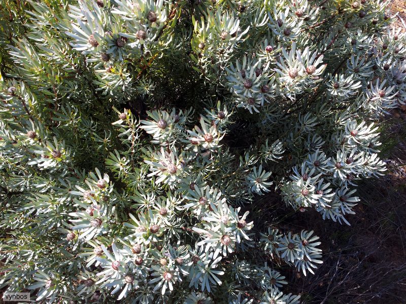 Leucadendron sheilae, photographed by Chris Vynbos