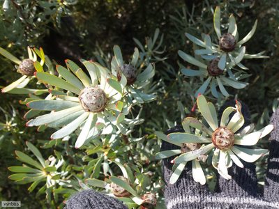 Leucadendron sheilae, photographed by Chris Vynbos