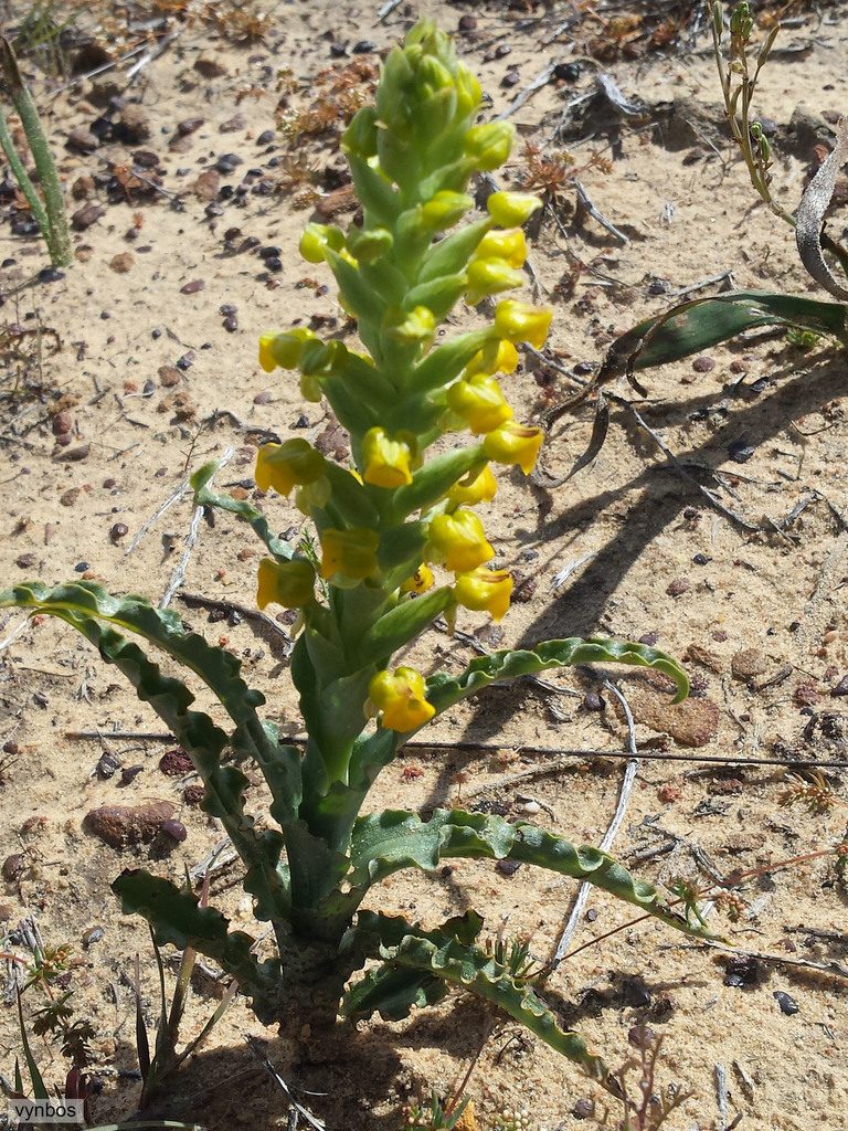 Corycium crispum, photographed by Chris Vynbos