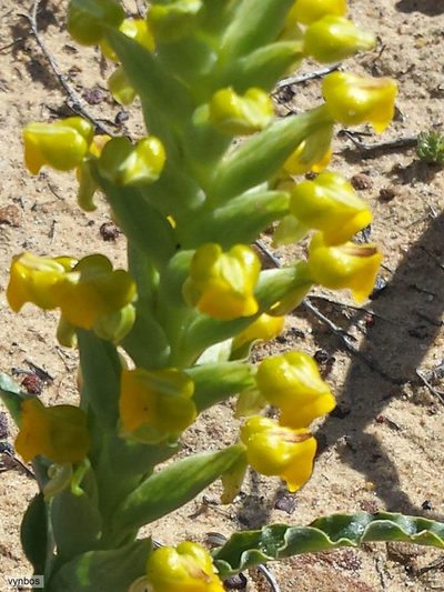 Corycium crispum, photographed by Chris Vynbos