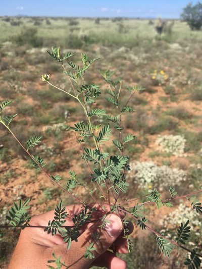 Dalea brachystachya, photographed by Cecelia Alexander