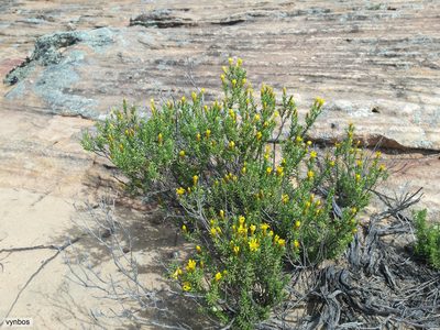 Oedera sedifolia, photographed by Chris Vynbos