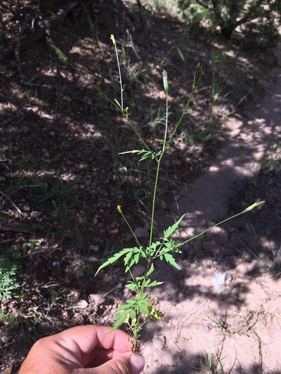 Bidens leptocephala, photographed by Cecelia Alexander