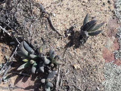 Adromischus filicaulis, photographed by Chris Vynbos