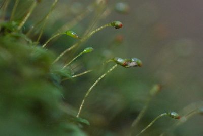 Fissidens crispus, photographed by Ken-ichi Ueda