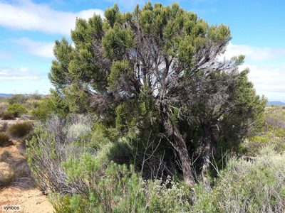 Cliffortia dichotoma, photographed by Chris Vynbos