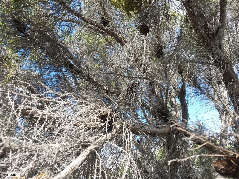 Cliffortia dichotoma, photographed by Chris Vynbos