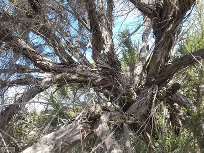 Cliffortia dichotoma, photographed by Chris Vynbos